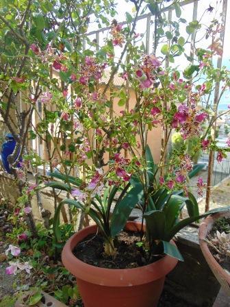 Orchidea Danzante H 120 - Sconti per Fioristi e Aziende - Artificiale