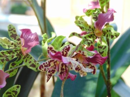 Orchidea Danzante H 120 - Sconti per Fioristi e Aziende - Artificiale