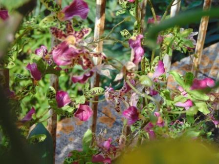 Orchidea Danzante H 120 - Sconti per Fioristi e Aziende - Artificiale