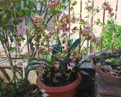 Orchidea Danzante H 120 - Sconti per Fioristi e Aziende - Artificiale