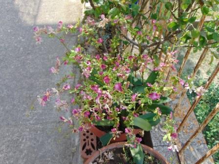 Orchidea Danzante H 120 - Sconti per Fioristi e Aziende - Artificiale