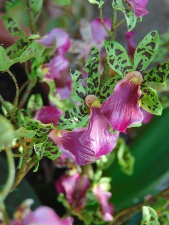 Orchidea Danzante H 120 - Sconti per Fioristi e Aziende - Artificiale