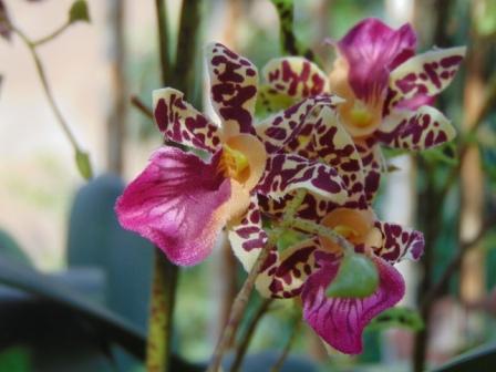 Orchidea Danzante H 120 - Sconti per Fioristi e Aziende - Artificiale