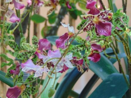 Orchidea Danzante H 120 - Sconti per Fioristi e Aziende - Artificiale