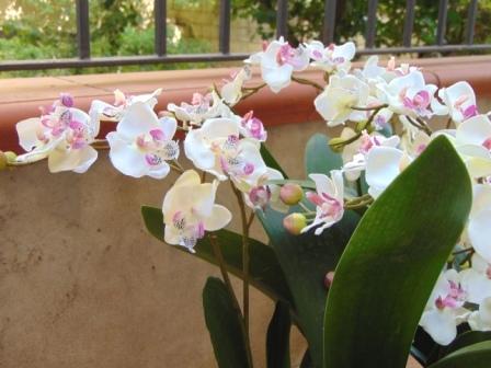 Orchidea artificiale x 2 H 56 - Sconti per Fioristi e Aziende .