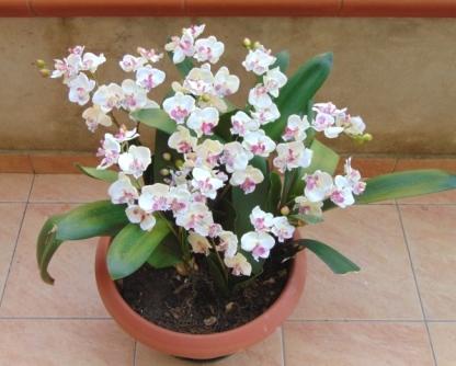 Orchidea artificiale x 2 H 56 - Sconti per Fioristi e Aziende .