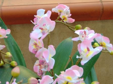 Orchidea artificiale x 2 H 56 - Sconti per Fioristi e Aziende .
