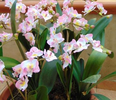 Orchidea artificiale x 2 H 56 - Sconti per Fioristi e Aziende .