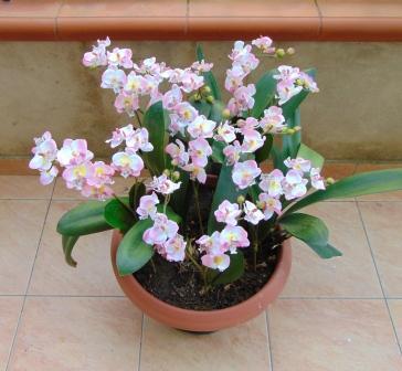 Orchidea artificiale x 2 H 56 - Sconti per Fioristi e Aziende .