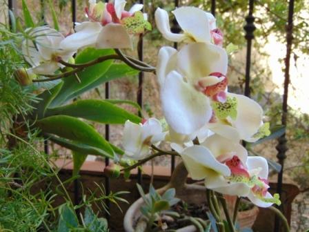Orchidea artificiale x 2 H 56 - Sconti per Fioristi e Aziende .