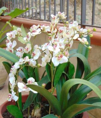 Orchidea artificiale x 2 H 56 - Sconti per Fioristi e Aziende .