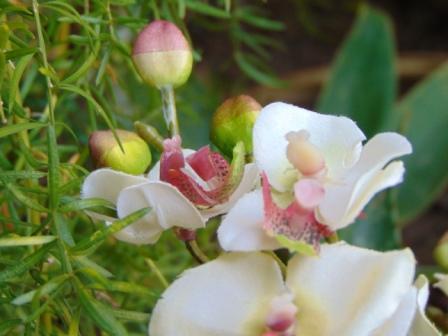 Orchidea artificiale x 2 H 56 - Sconti per Fioristi e Aziende .