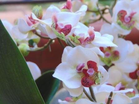 Orchidea artificiale x 2 H 56 - Sconti per Fioristi e Aziende .