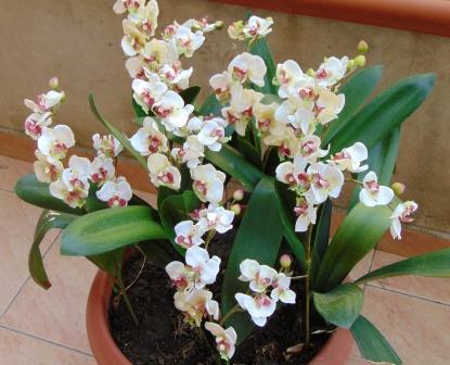 Orchidea artificiale x 2 H 56 - Sconti per Fioristi e Aziende .