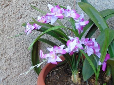 Orchidea Artificiale x 7 H 60 - Sconti per Fioristi e Aziende . in polyester