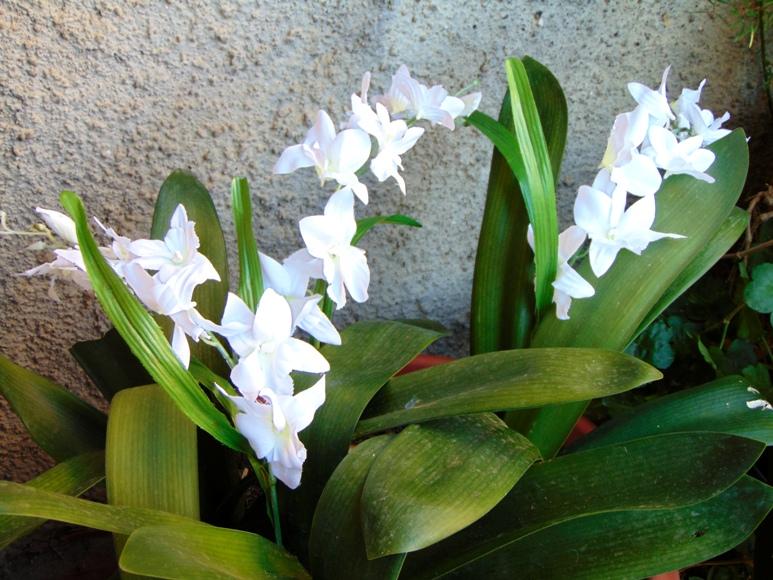 Orchidea Artificiale x 7 H 60 - Sconti per Fioristi e Aziende . in polyester