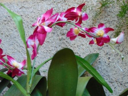 Orchidea Artificiale x 7 H 60 - Sconti per Fioristi e Aziende . in polyester