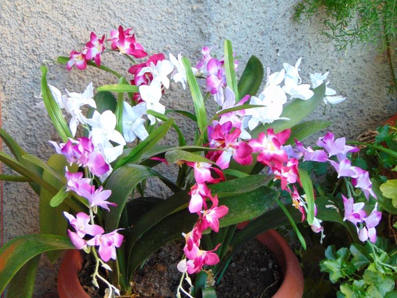 Orchidea Artificiale x 7 H 60 - Sconti per Fioristi e Aziende . in polyester