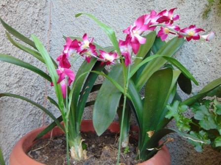 Orchidea Artificiale x 7 H 60 - Sconti per Fioristi e Aziende . in polyester