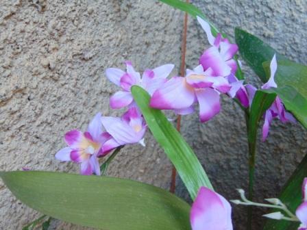 Orchidea Artificiale x 7 H 60 - Sconti per Fioristi e Aziende . in polyester