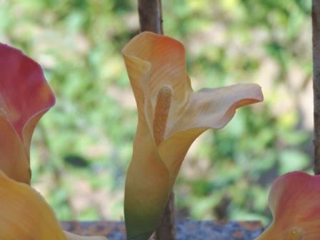 Calla singola in gomma H 60 - Sconti per Fioristi e Aziende .