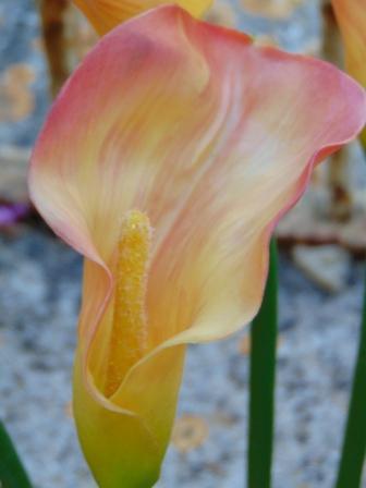 Calla singola in gomma H 60 - Sconti per Fioristi e Aziende .