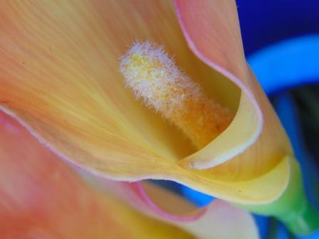 Calla singola in gomma H 60 - Sconti per Fioristi e Aziende .