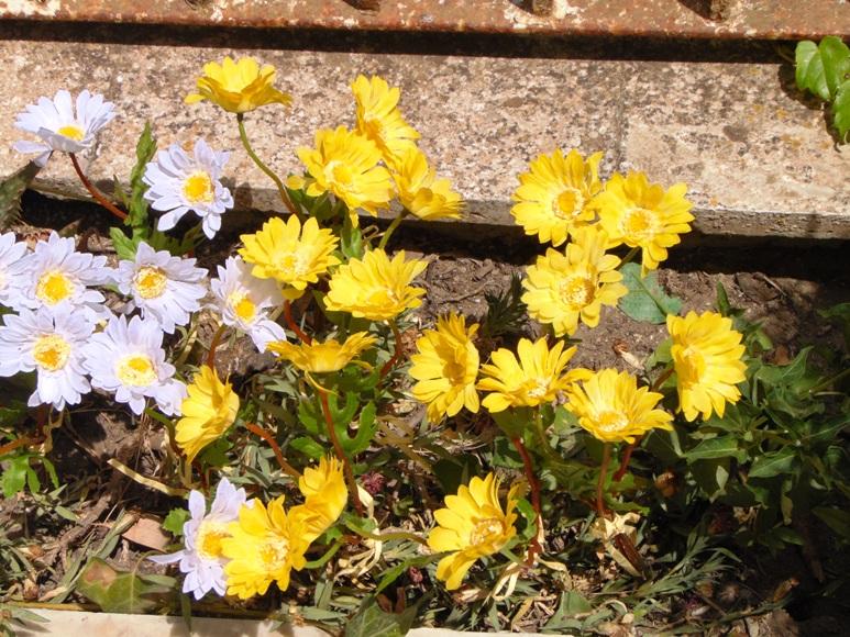 Margherite x 3 legate in poliester - Sconti per Fioristi e Aziende - Artificiale