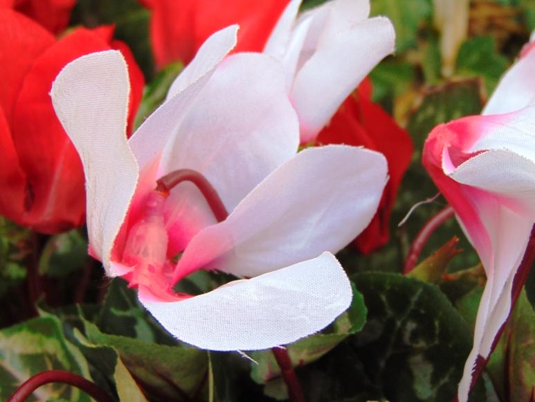 Ciclamino Persicum Bush x 16 in poliestere - Sconti per Fioristi e Aziende - Artificiale