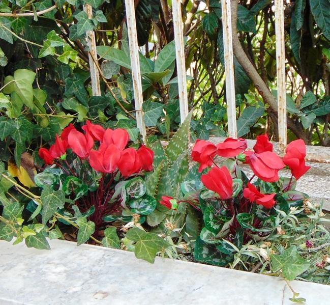 Ciclamino Persicum Bush x 16 in poliestere - Sconti per Fioristi e Aziende - Artificiale