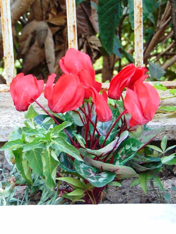 Ciclamino Persicum Bush x 16 in poliestere - Sconti per Fioristi e Aziende - Artificiale