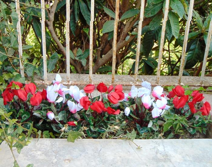 Ciclamino Persicum Bush x 16 in poliestere - Sconti per Fioristi e Aziende - Artificiale