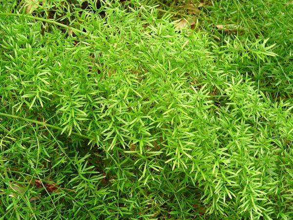 Asparago Sprengeri x 10- Sconti per Fioristi e Aziende - Preservato con stelii H 70