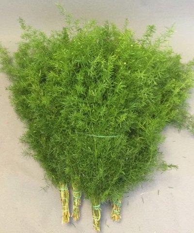 Asparago Sprengeri x 10- Sconti per Fioristi e Aziende - Preservato con stelii H 70