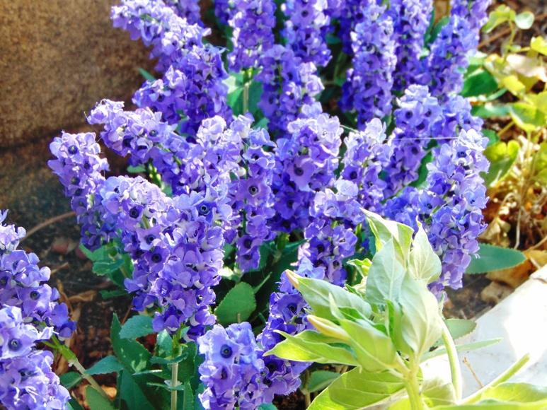 Lavanda Bush x 7 in poliester - Sconti per Fioristi e Aziende - Artificiale