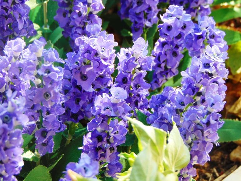 Lavanda Bush x 7 in poliester - Sconti per Fioristi e Aziende - Artificiale