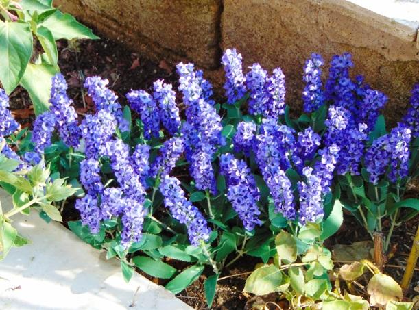 Lavanda Bush x 7 in poliester - Sconti per Fioristi e Aziende - Artificiale