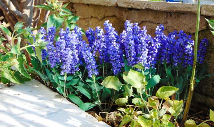 Lavanda Bush x 7 in poliester - Sconti per Fioristi e Aziende - Artificiale