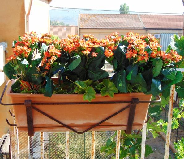 Calanchoe bush x 5 in poliester - Sconti per Fioristi e Aziende - Vari colori