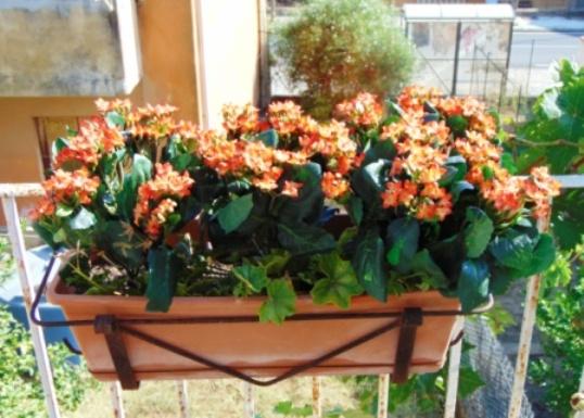 Calanchoe bush x 5 in poliester - Sconti per Fioristi e Aziende - Vari colori