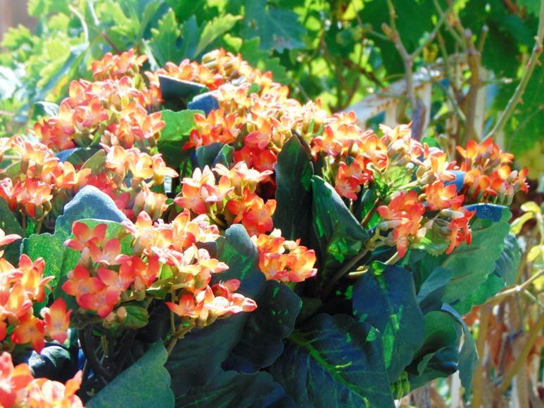 Calanchoe bush x 5 in poliester - Sconti per Fioristi e Aziende - Vari colori