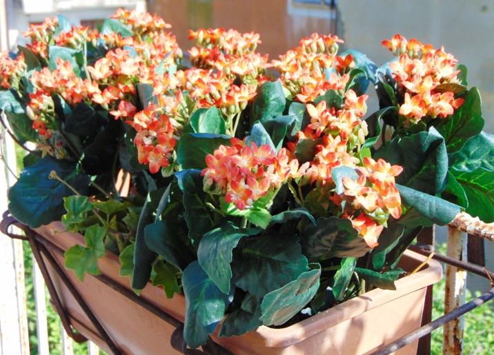 Calanchoe bush x 5 in poliester - Sconti per Fioristi e Aziende - Vari colori