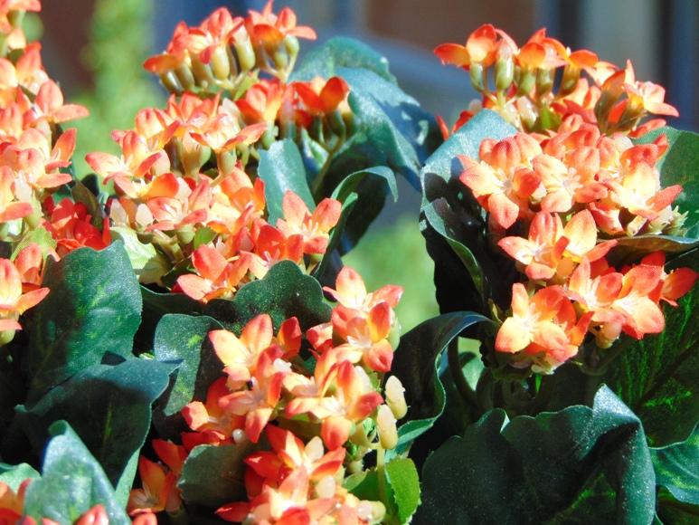 Calanchoe bush x 5 in poliester - Sconti per Fioristi e Aziende - Vari colori