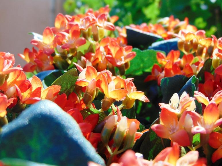 Calanchoe bush x 5 in poliester - Sconti per Fioristi e Aziende - Vari colori