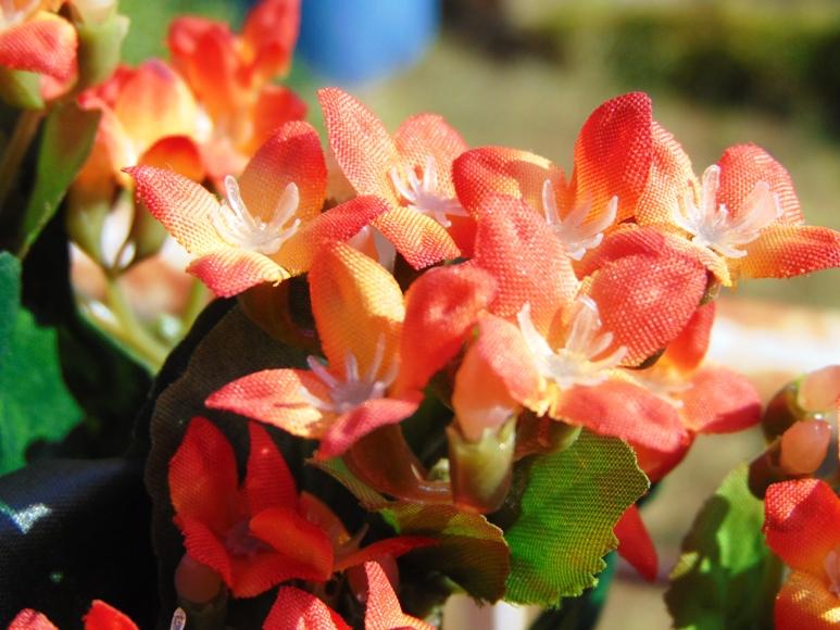 Calanchoe bush x 5 in poliester - Sconti per Fioristi e Aziende - Vari colori