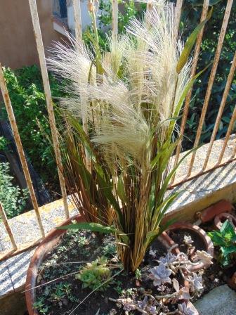 Miscanthus Sinensis H 78 - Sconti per Fioristi e Aziende . - Artificiale con Grass