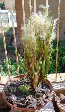 Miscanthus Sinensis H 78 - Sconti per Fioristi e Aziende . - Artificiale con Grass