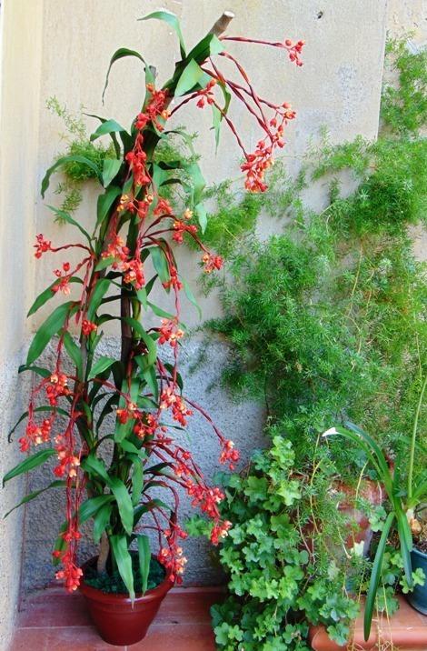 Bilbergia Plant H 180 x 7 - Sconti per Fioristi e Aziende . - Artificiale