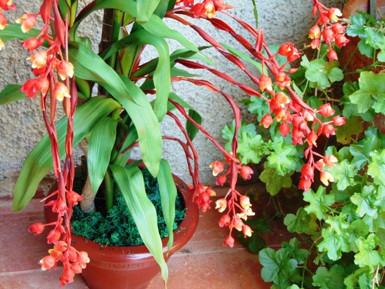 Bilbergia Plant H 180 x 7 - Sconti per Fioristi e Aziende . - Artificiale