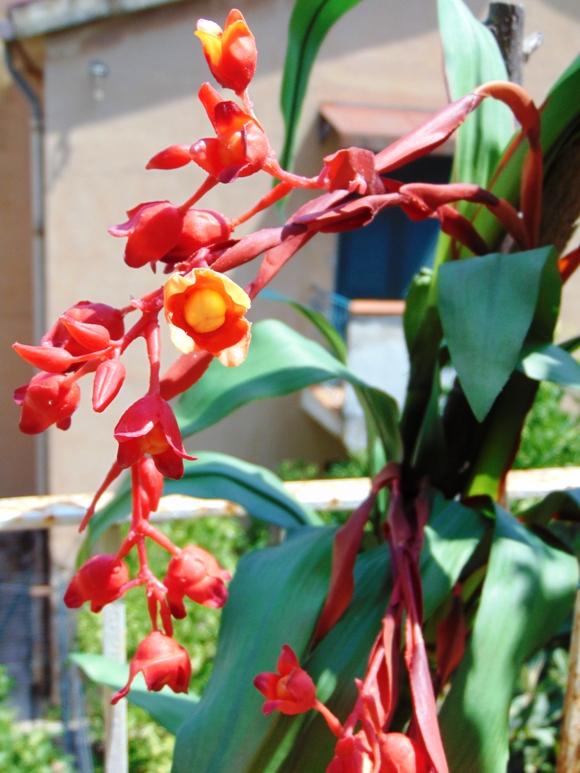Bilbergia Plant H 180 x 7 - Sconti per Fioristi e Aziende . - Artificiale